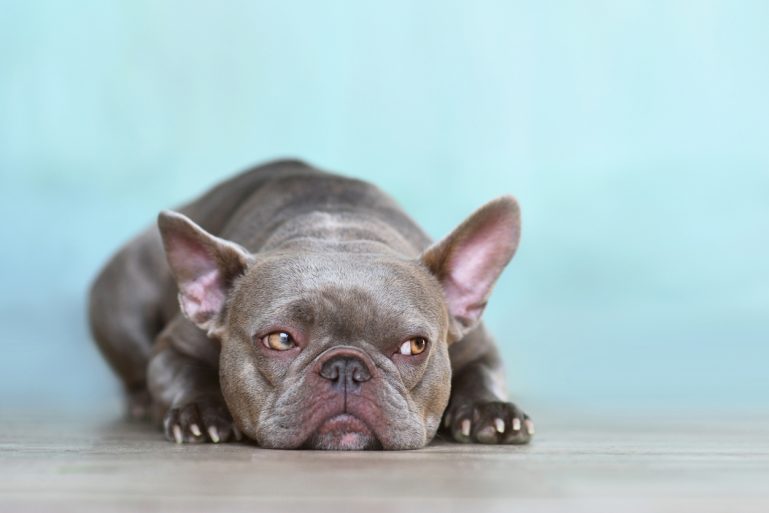 un chien à l’air boudeur 