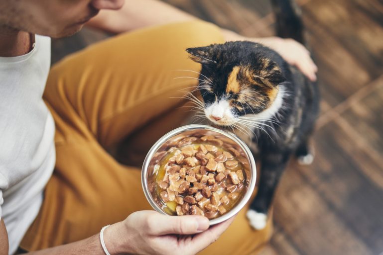 Un homme présente une gamelle de pâté à son chat