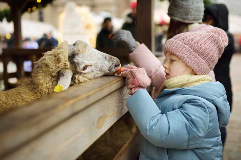 Une fillette donne à manger à un mouton à la ferme
