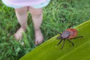 tique et jambes d’enfant dans un jardin