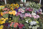 bouquets chez un·e fleuriste