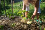 Femme en train de pailler son potager