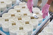 Mains gantées égalisant des faisselles de fromage blanc
