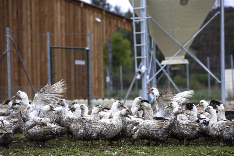 élevage de canards