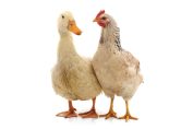 un canard et une poule
