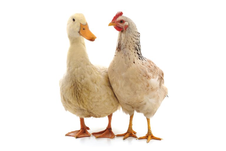 un canard et une poule