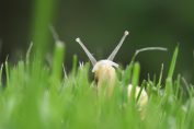 escargot dans un jardin