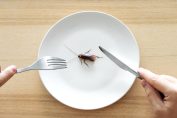 une blatte dans une assiette