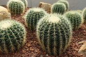 Des cactus dans une serre