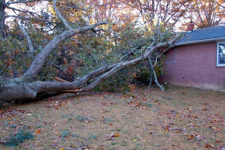 Un arbre tombé sur le toit d'une maison