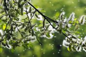 pollens du printemps