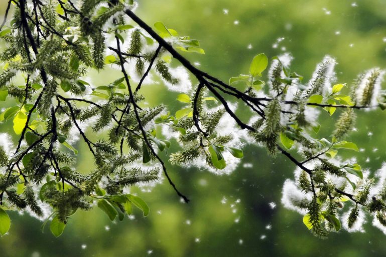 pollens du printemps