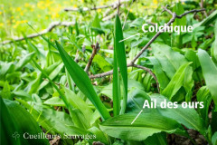 ail des ours et colchique confusion