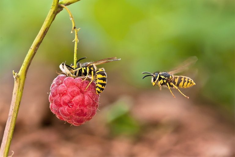 Deux guêpes sur une framboise