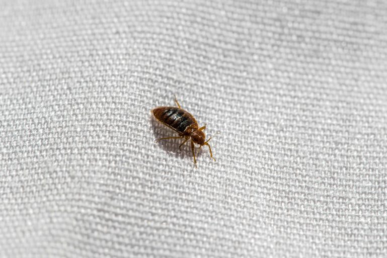 Une punaise de lit sur un meuble recouvert de tissus