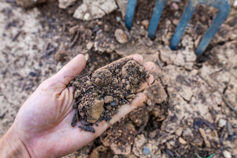 De la terre asséchée dans la main d'un jardinier.