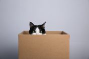 Un chat dans un carton