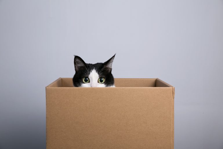 Un chat dans un carton