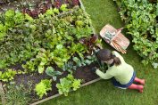 Une jardinière cultive son potager