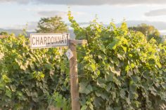 Une exploitation viticole de chardonnay