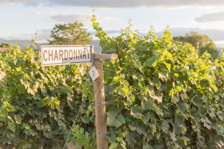 Une exploitation viticole de chardonnay
