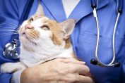 Un chat dans les bras d'un vétérinaire