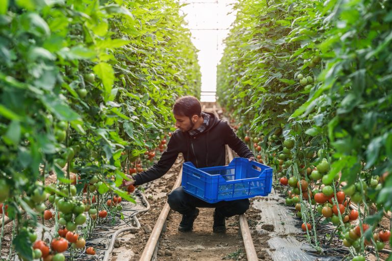un cultivateur de tomates dans une serre