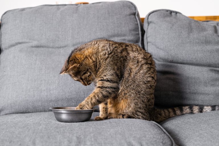 Un chat met une patte dans sa gamelle de croquettes