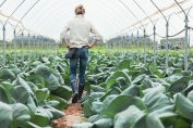 Une agricultrice bio parcours une serre