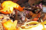 Une souris dans du compost