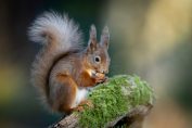 Un écureuil mange une noisette