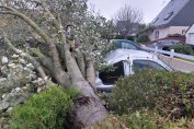 Le 02/11/2023. À Plérin (22), un arbre est tombé sur une voiture dans la rue des Pinçons.