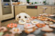 Un chien zieute des gâteaux sur un plan de travail