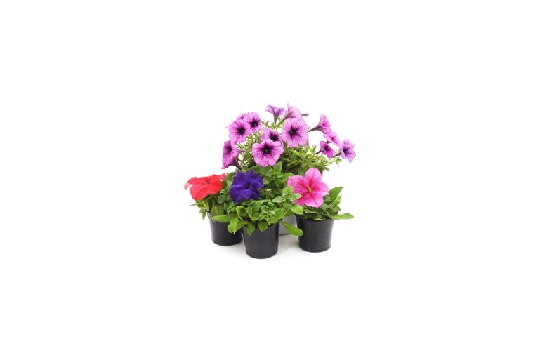 des pétunias