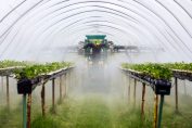 Culture de fraise traitée aux pesticides