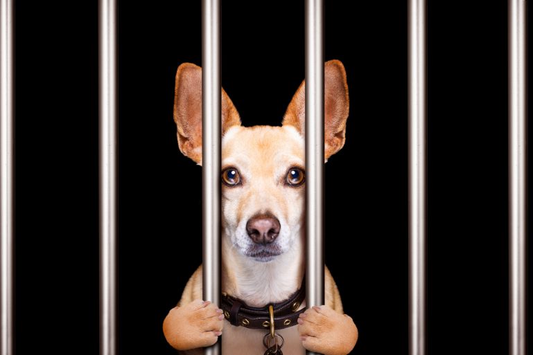 chien derrière les barreaux d’une prison