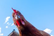 Un poulet au regard interrogateur