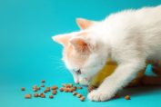 Chaton qui renifle des croquettes