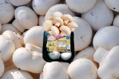 Champignons de Paris Ruol