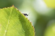 Un puceron sur une plante