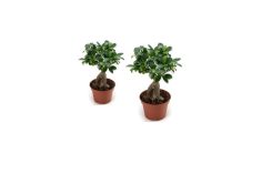 Ficus microcarpa Ginseng vendus par des magasins U
