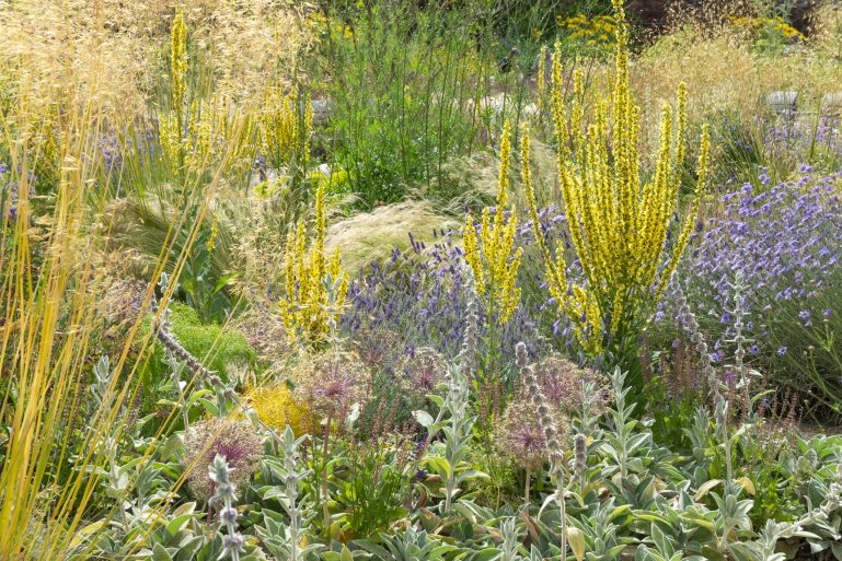 Un jardin adapté à la sécheresse