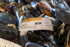 moules_verine_vives_eaux_234