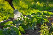 Arrosage d'un potager