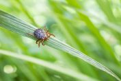 Une tique sur un brin d'herbe