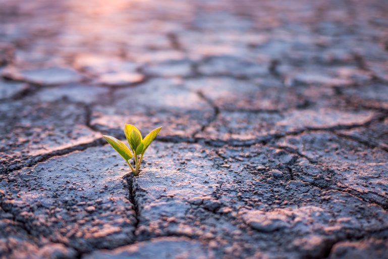 Une plante pousse dans un sol desséché