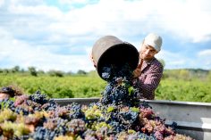 Un vendangeur vide son panier de raisins