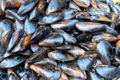 Moules de Bouchot E. Leclerc