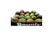 Avocat Hass d’Afrique du Sud Bounty