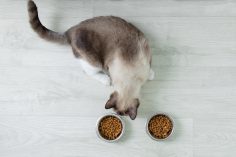Un chat devant deux bols de croquettes
